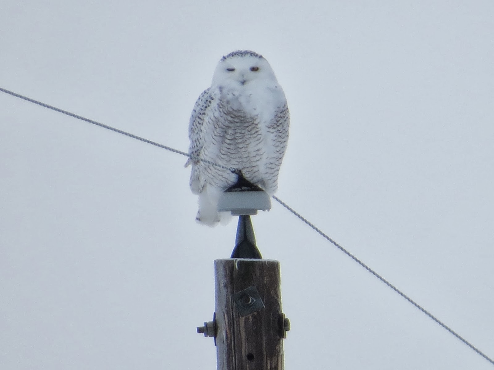 Birding Is Fun! Northern Owl Mania in Minnesota