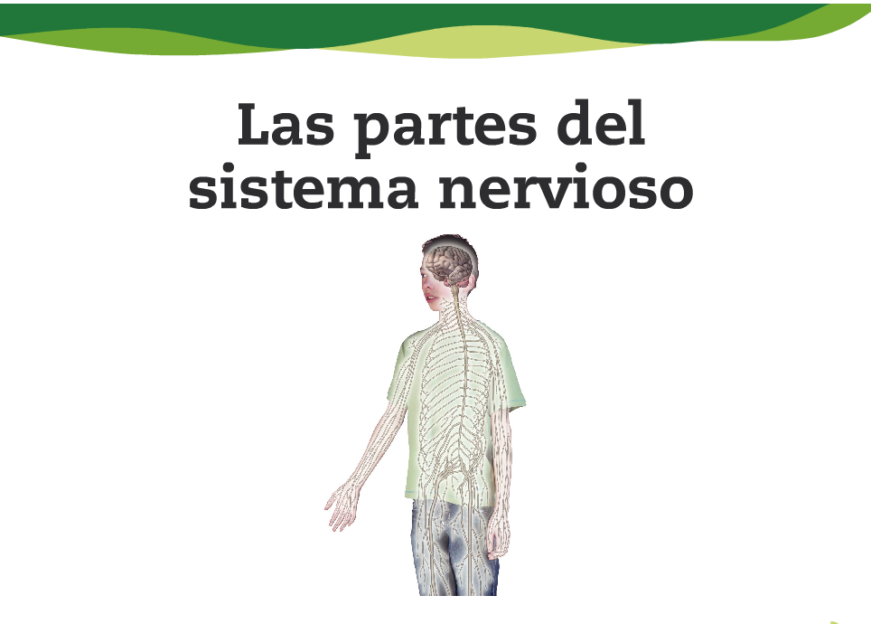 Nervous System Of Human Body Pdf File