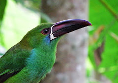 Crimson-rumped Toucanet