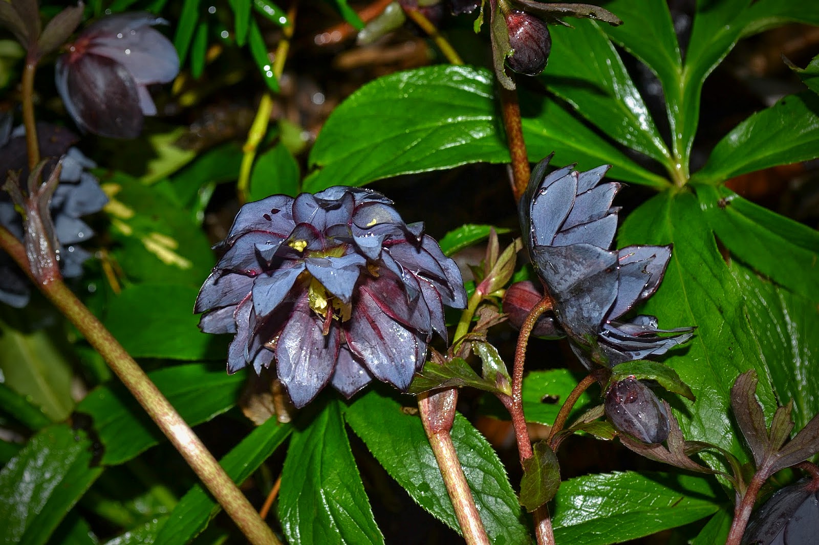 Gardening With Grace