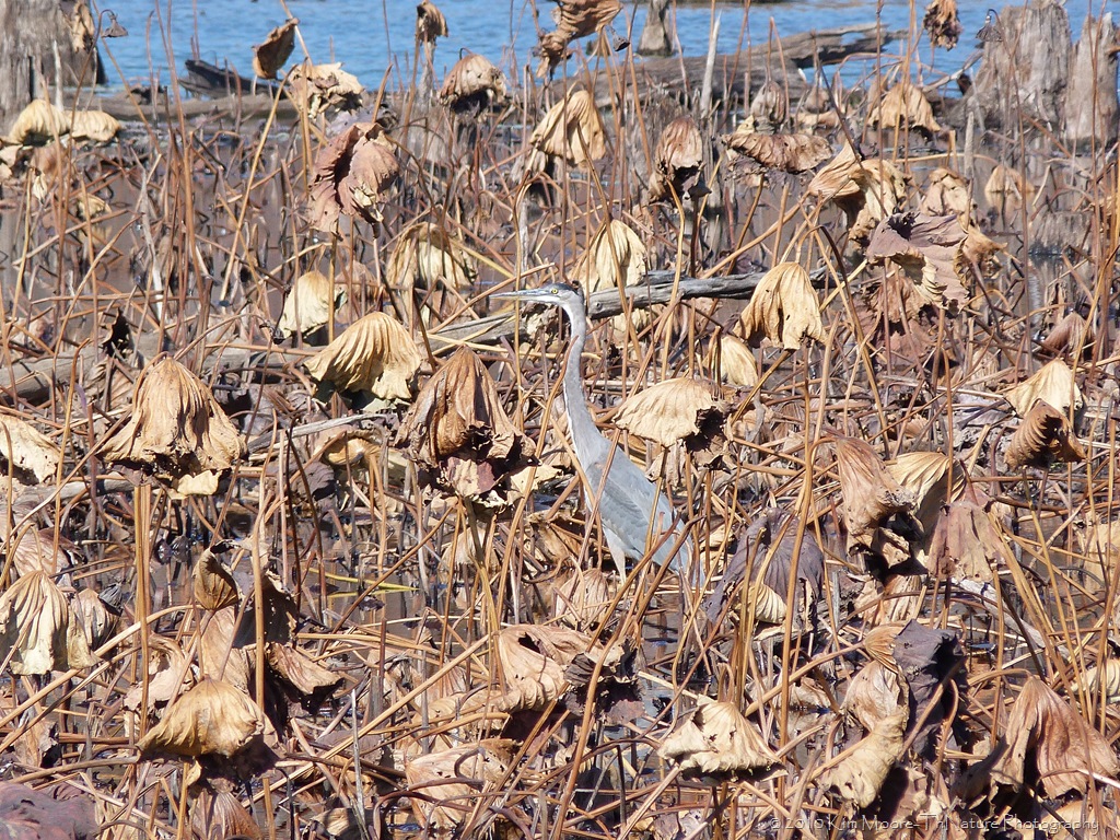 Images and photos of lilies Images of everything