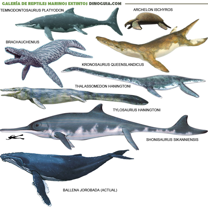 Dinosaurios y su historia: Reptiles Marinos (características)