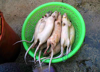 Ratos China