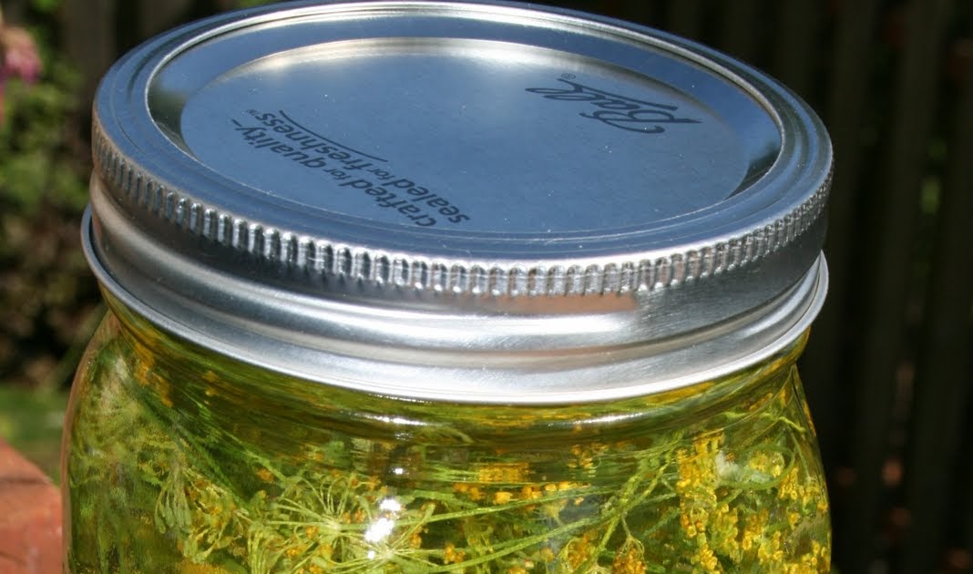 Tasty Travels... food is the language of love Preserving Dill Heads