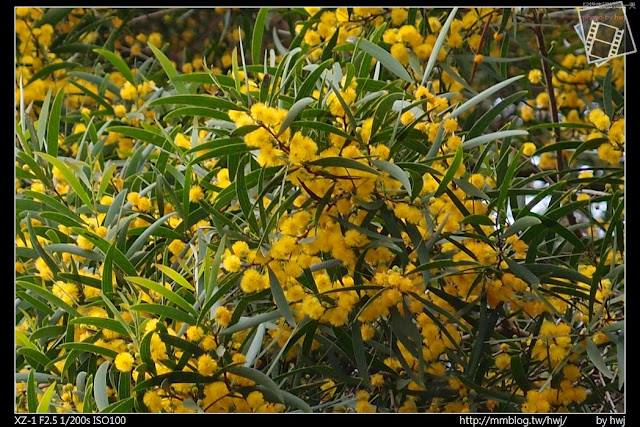 2013-05-05 中興交流道-不起眼的行道樹-金合歡+中興荷花池陸續開花