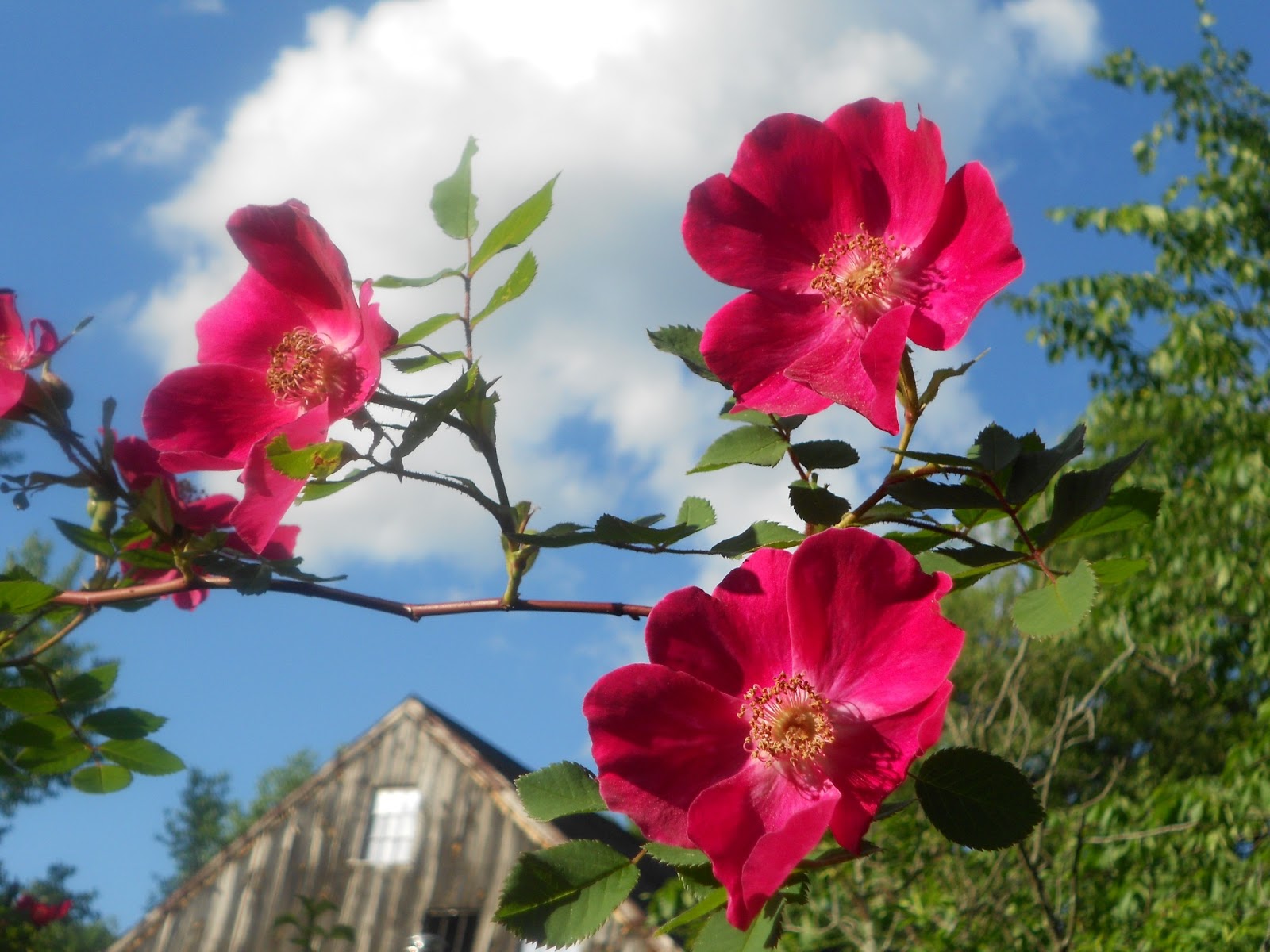 Lara's Lovely Creations Capriland's Herb Farm in Coventry,CT