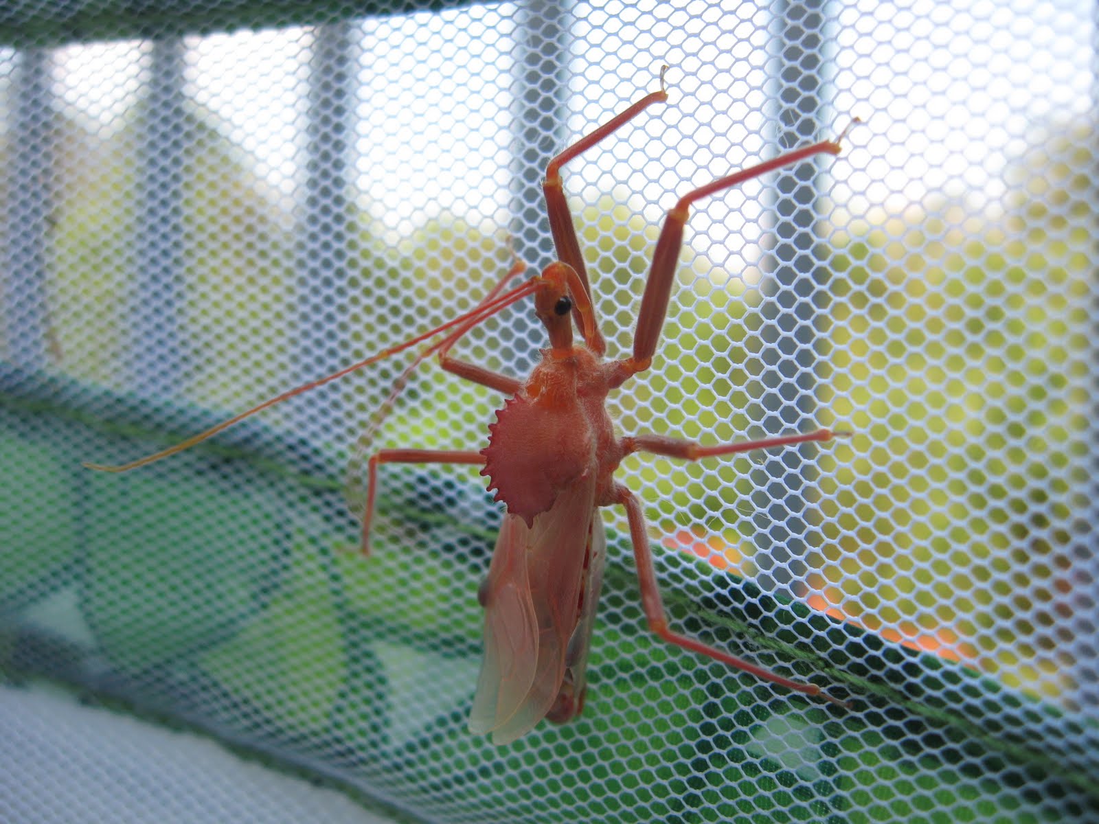 Normal Biology The Wheel Bug Emerges