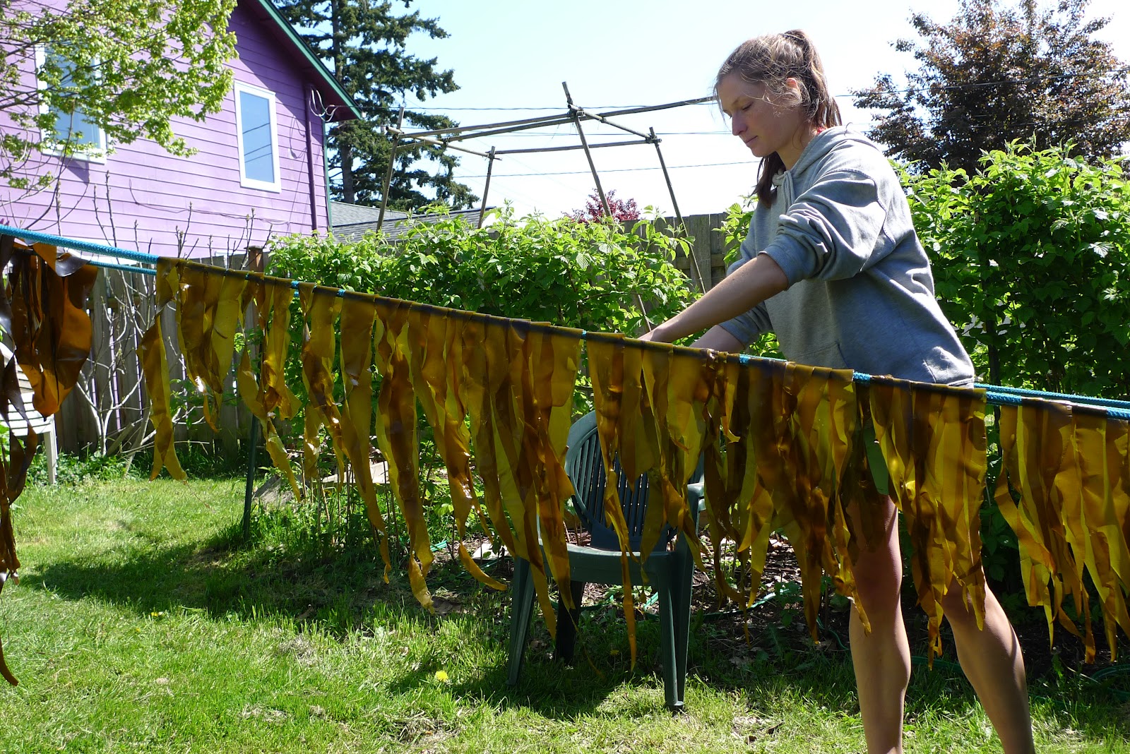 Wild Harvests Kelp and other seaweed snacks