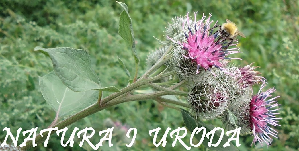 Natura i uroda