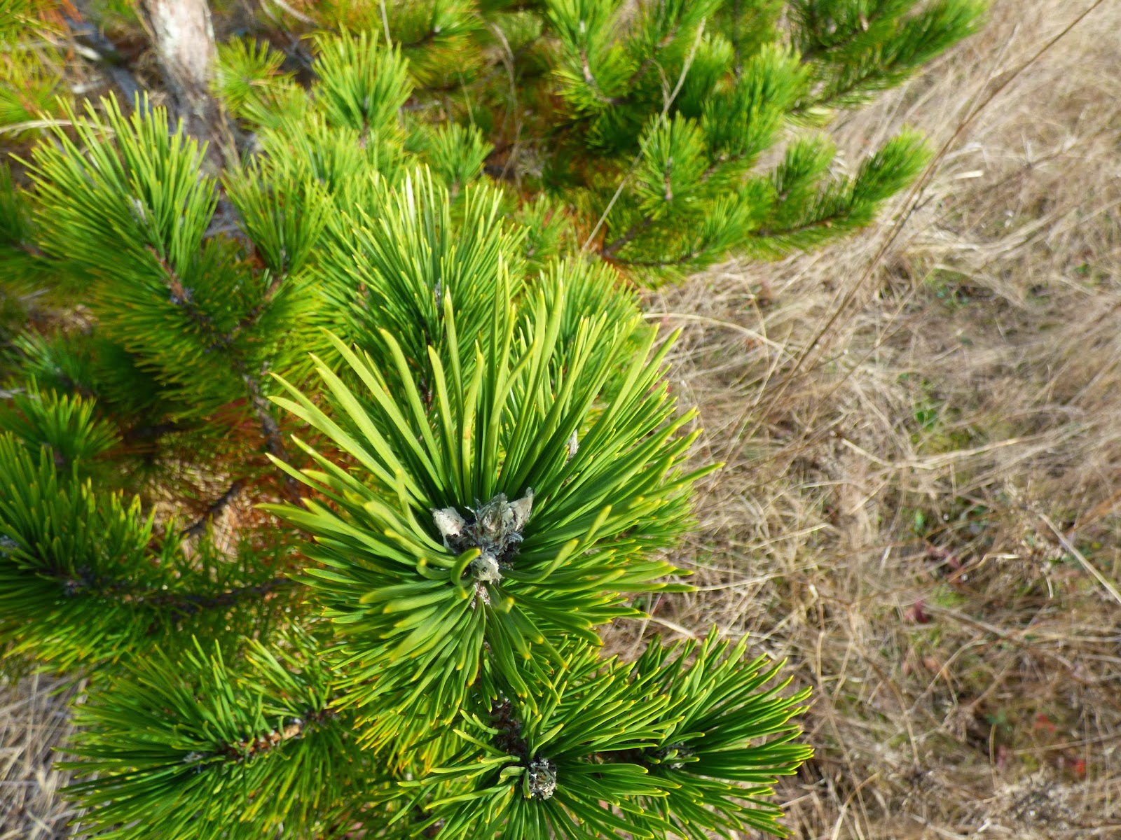 Trees Two Needle Pines
