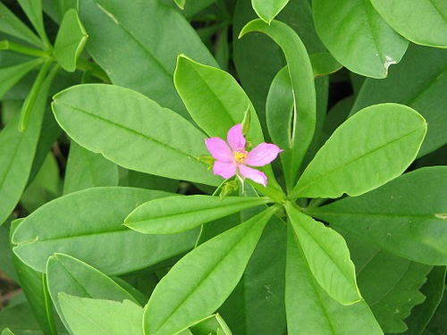 Simpleng Vegetarian Philippine Spinach Talinum Fruticosum Salad