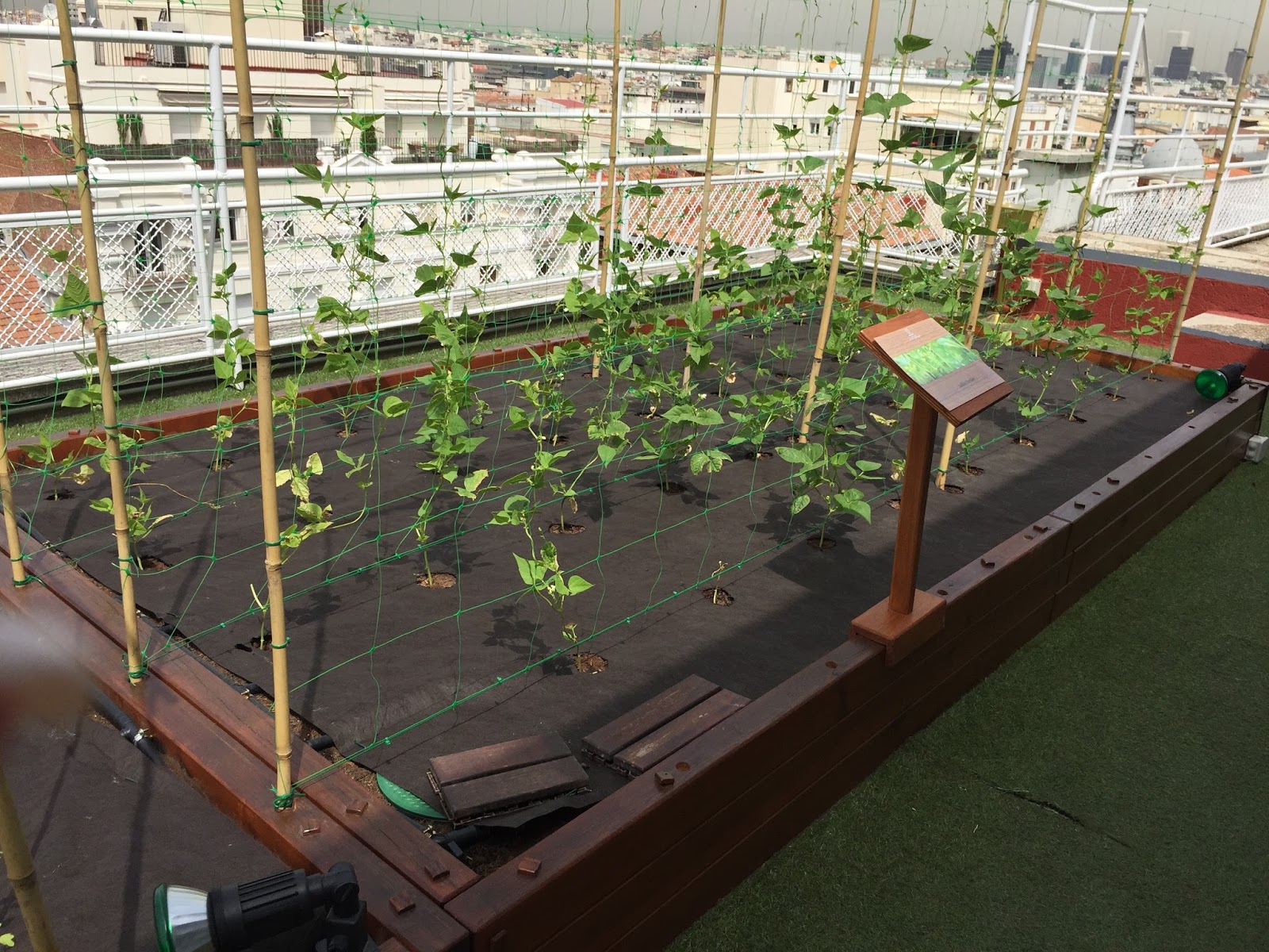 Huerto urbano en casa: natural y ecológico