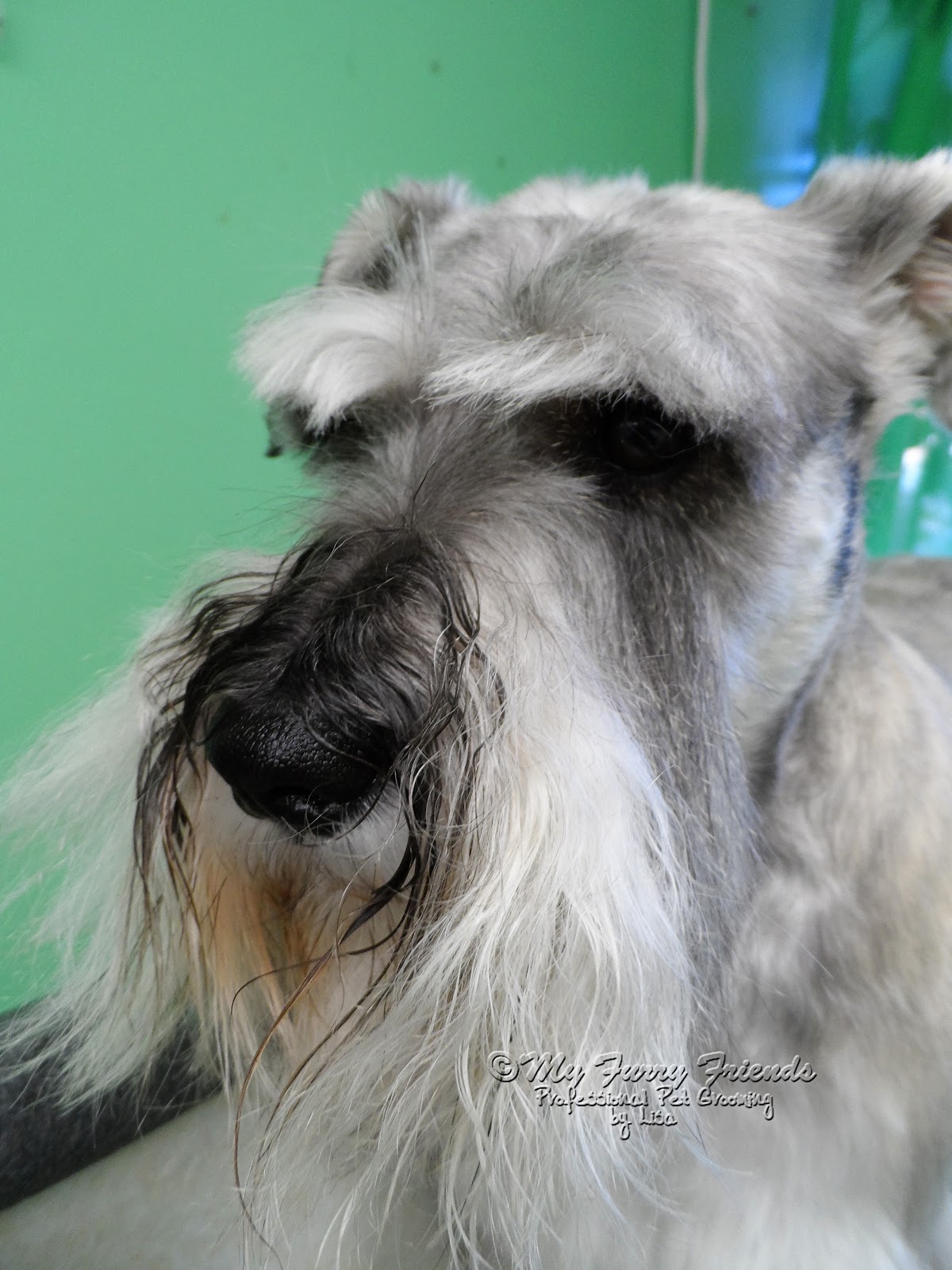 Pet Grooming The Good, The Bad, & The Furry What Would You Do