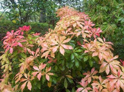 Future Plants By Randy Stewart Pieris
