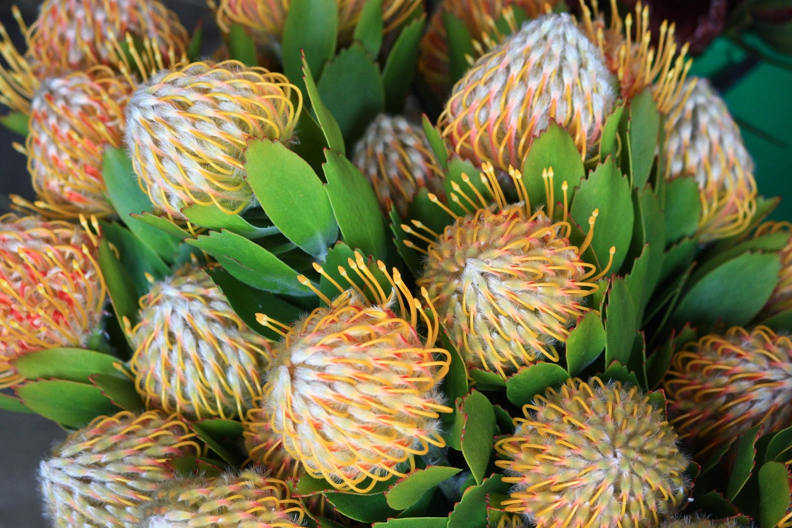 Swallows Nest Farm Pincushion Proteas