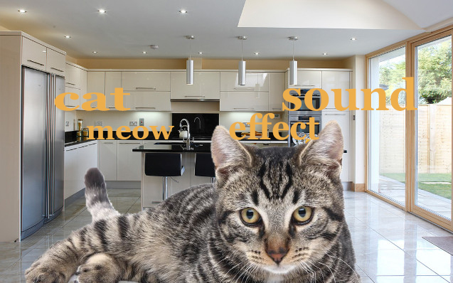 Fin Fan Fun Animal Sounds Cat Meow Sound Effect Animation