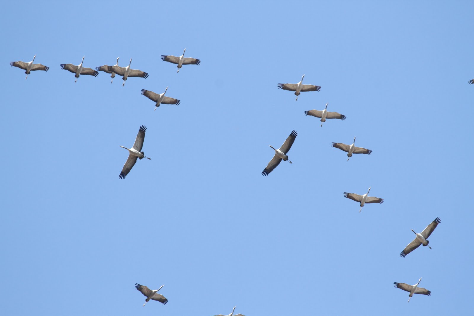 Graham's Birding Blog The Spanish Steppe lands