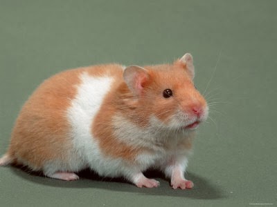 teddy bear hamster care