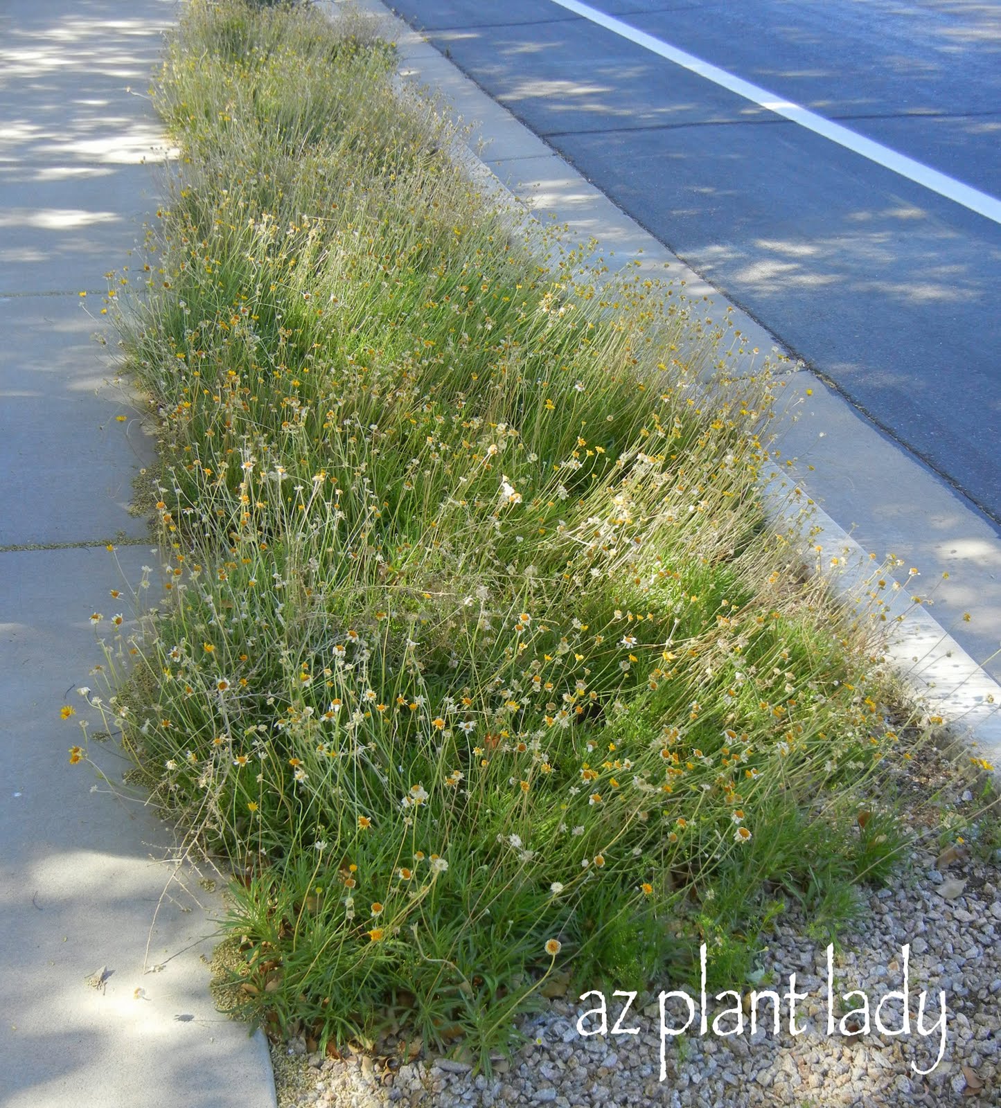 Clatsop County Master Gardeners Association Ask An Expert How