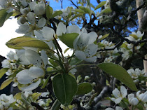 Pear blossom