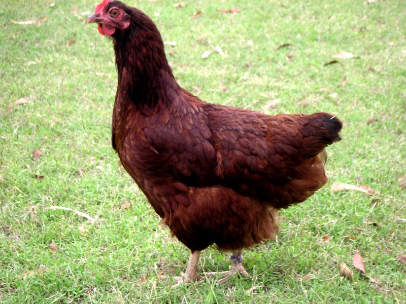 Running AFowl Getting To Know Your Chickens 2 The Rhode Island Red