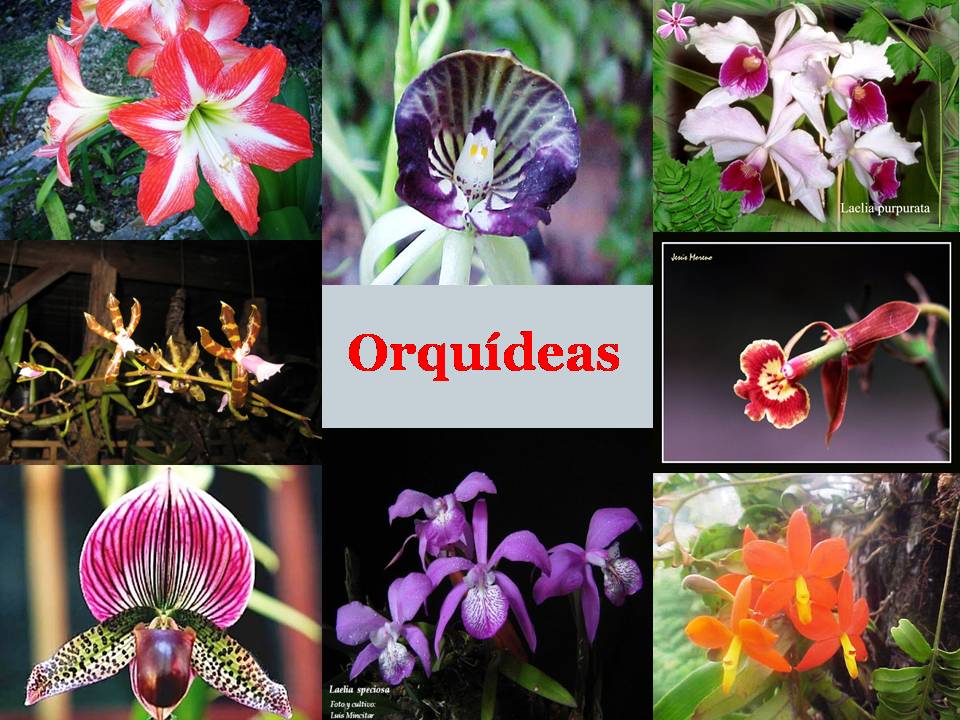 México a través de la mirada de una cubana: Orquídeas en Panamericanos