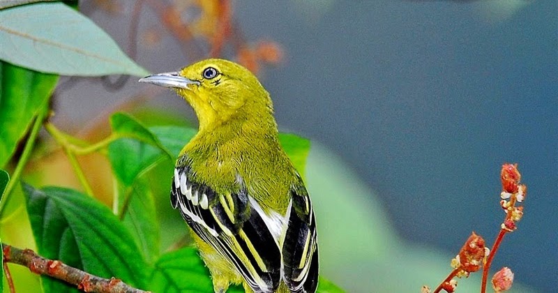 Burung Cipoh - Ocehan Kenari