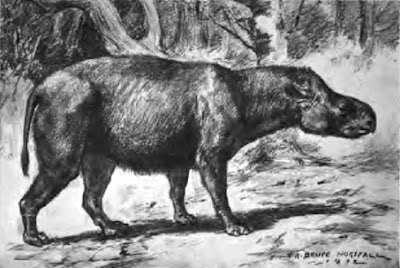 Subhyracodon