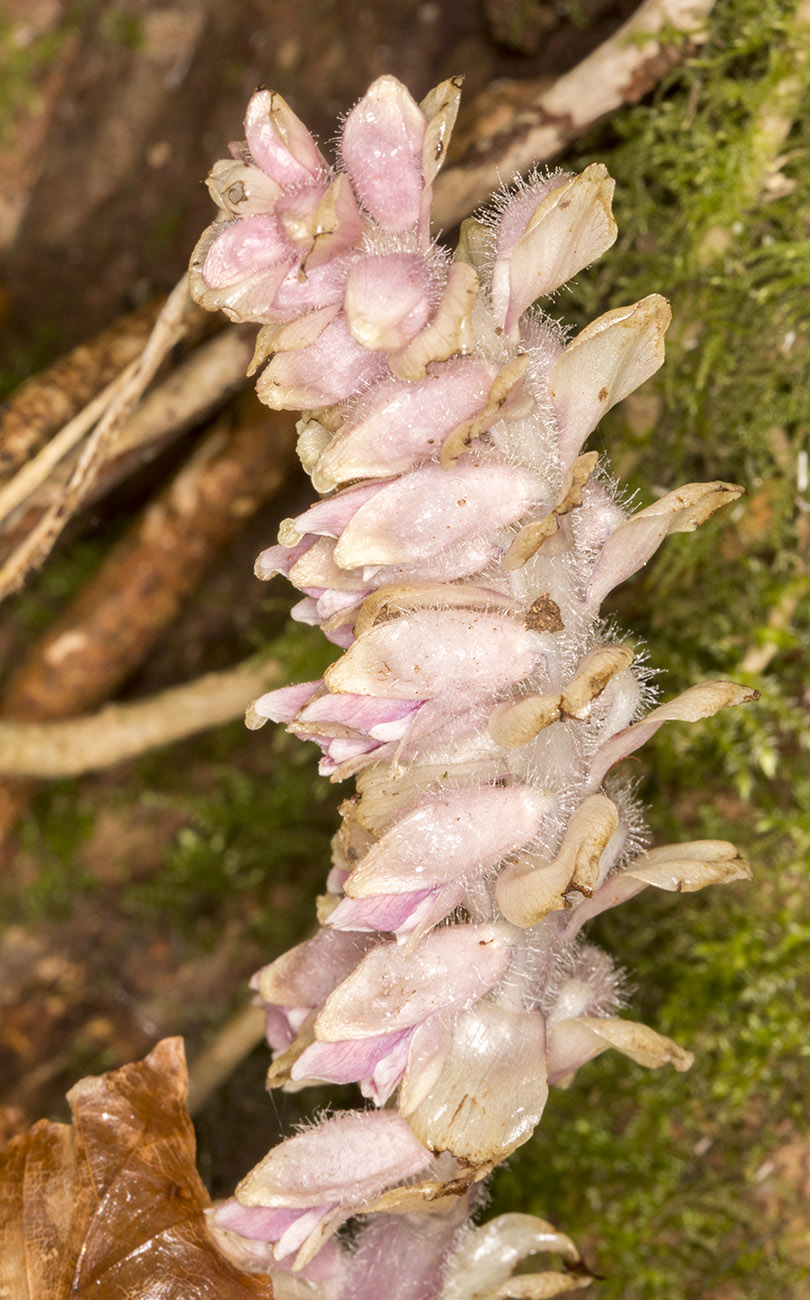 Toothwort, Lathraea squamaria. High Elms Country Park, 13 March 2014. Toothwort, Lathraea squamaria. High Elms Country Park, 13 March 2014.