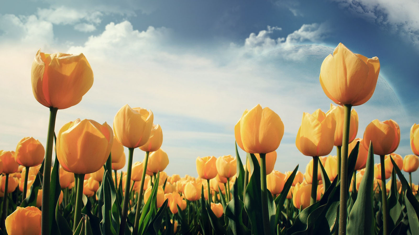 Aspundir Beautiful Flower Wallpapers for your desktop