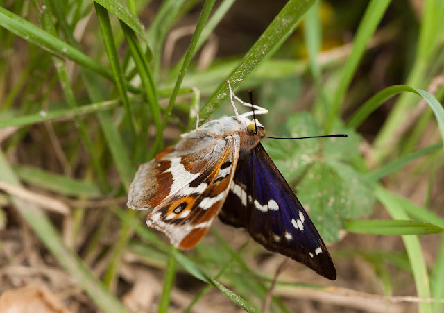 Purple Emperor - Fermyn Woods, Northamptonshire