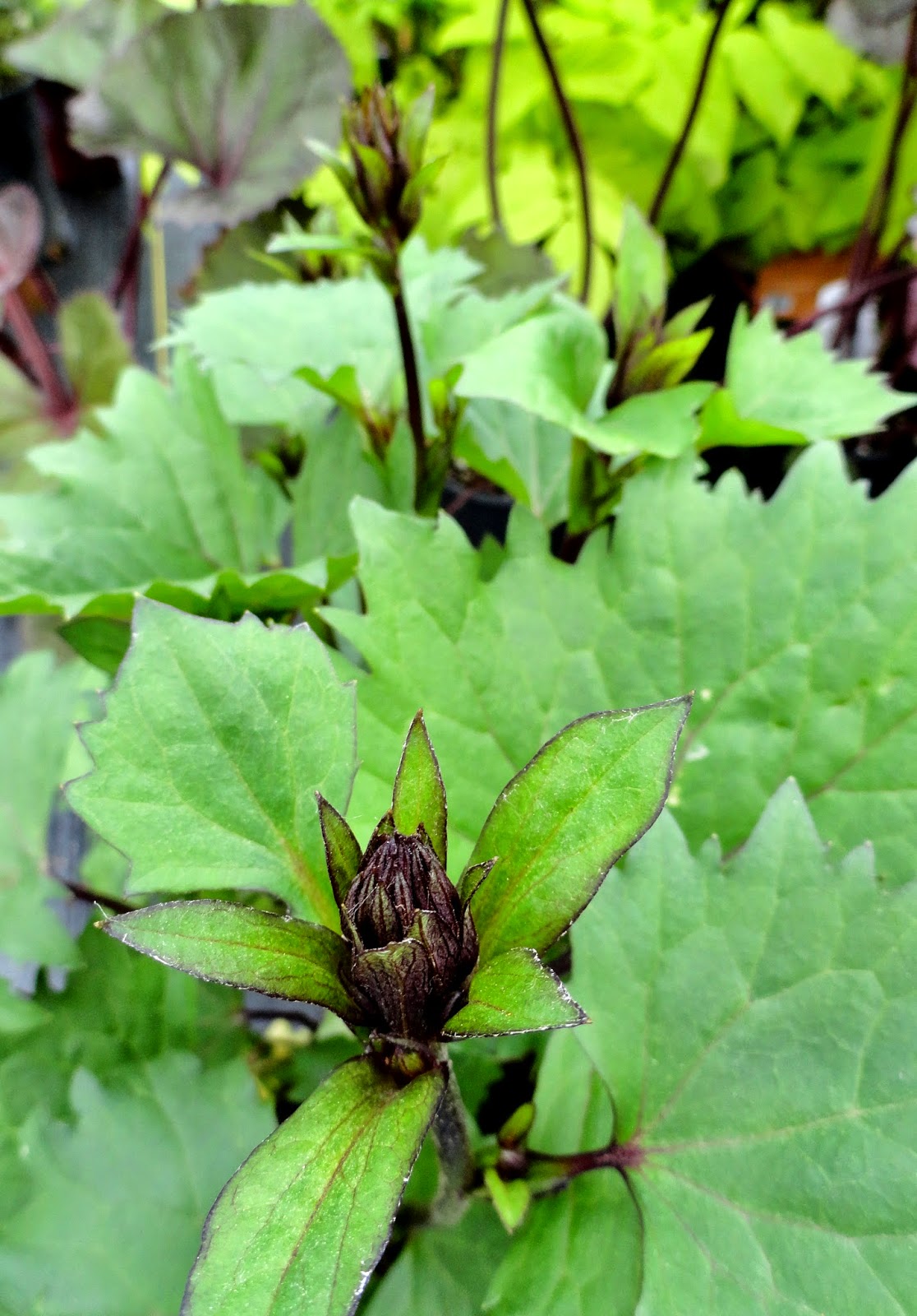 Hydrangea Kawakamii Care And Culture Travaldo S Blog