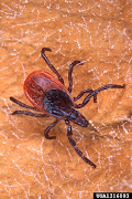 I spend hundreds of hours hiking in Kentucky forests every year, . (ixodes)