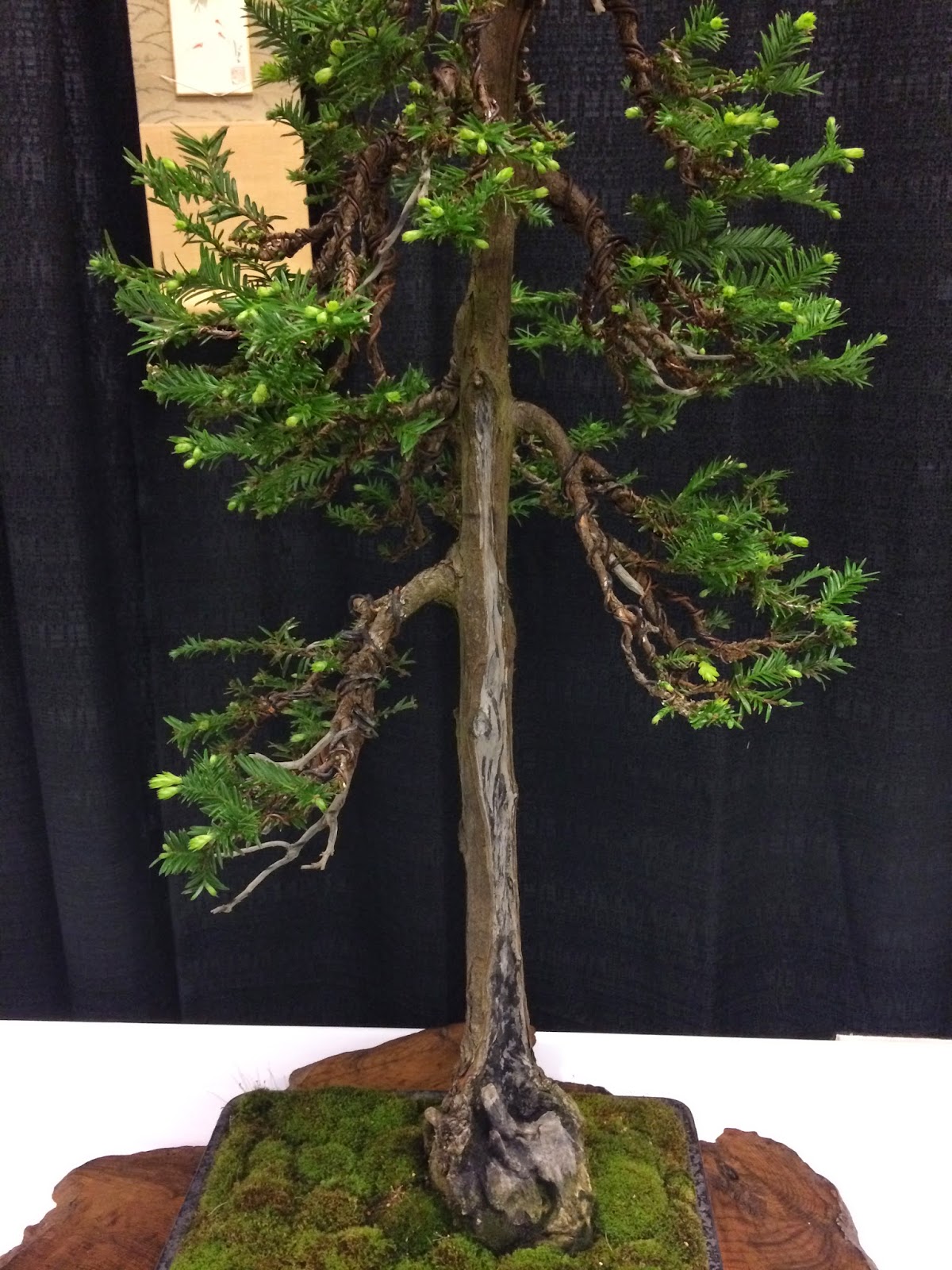 Bonsai Tree 25+ Modern Giant Sequoia Bonsai Inspirations