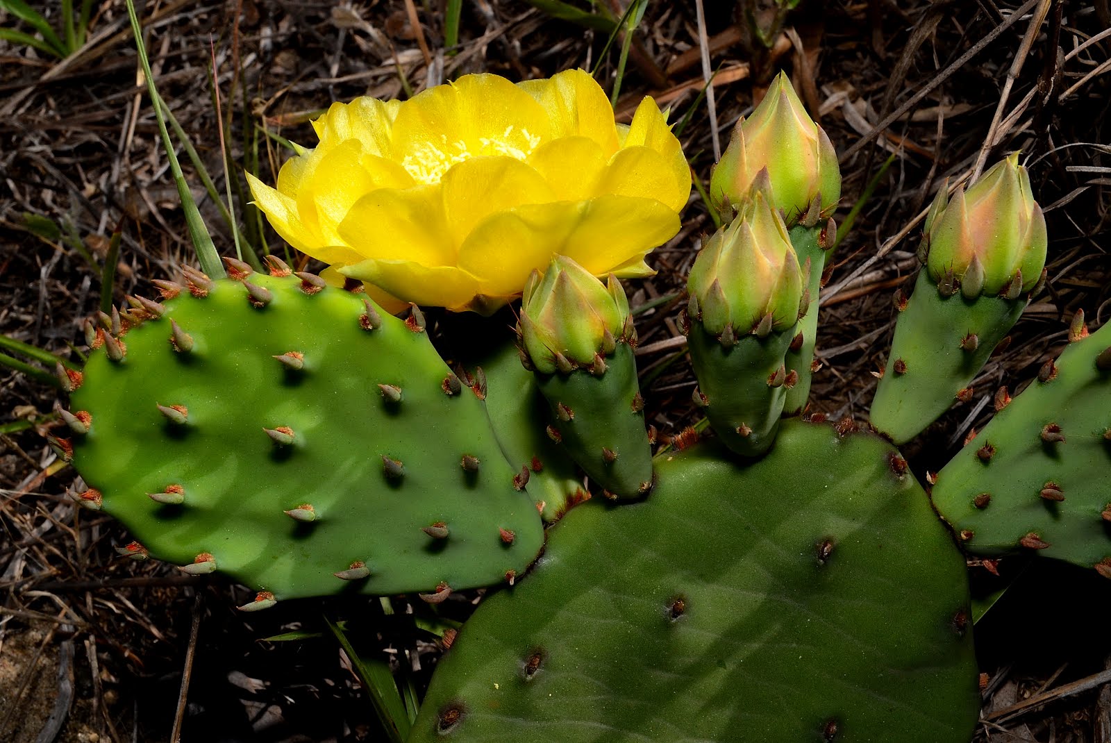 Get Your Botany On! Prickly Pear Cactus
