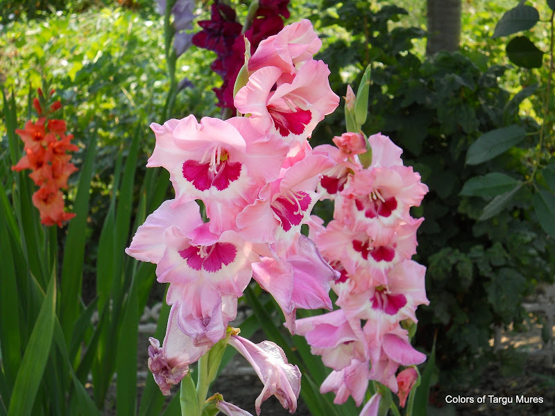 Gladiola in variety of colors. Flori de gladiola in diverse culori.