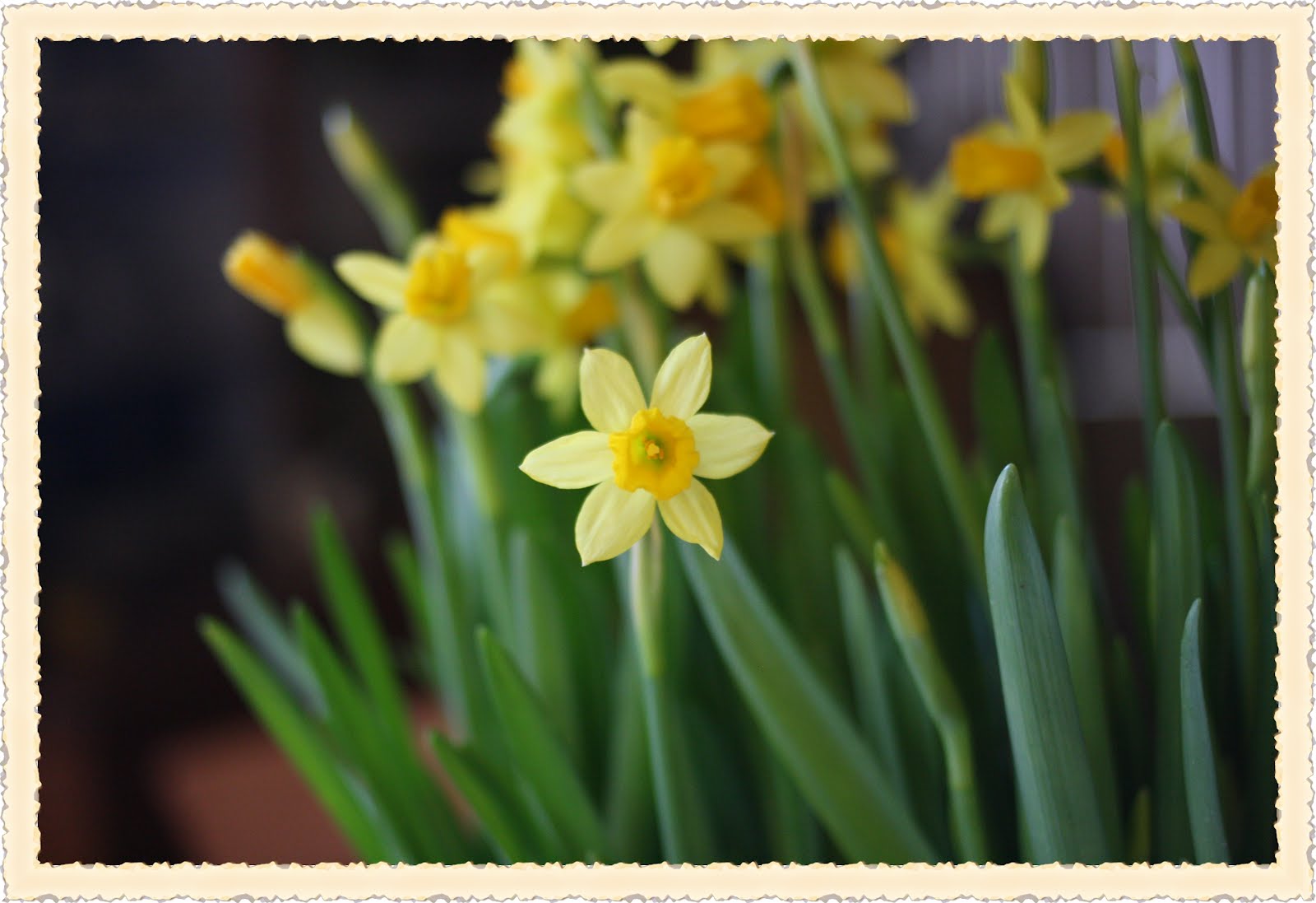 Rose FreshCut Friday 20 Daffodils