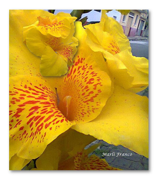 flor de jardim amarela:FOTO – Prisma de um Olhar – Marli Franco: Quando no Amarelo caiu flor de jardim amarela:FOTO – Prisma de um Olhar – Marli Franco: Quando no Amarelo caiu