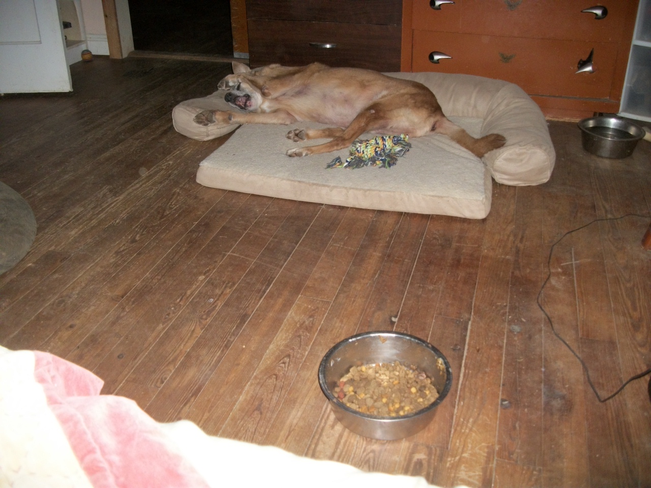 Peaceful dog Happy groaning growling convulsions