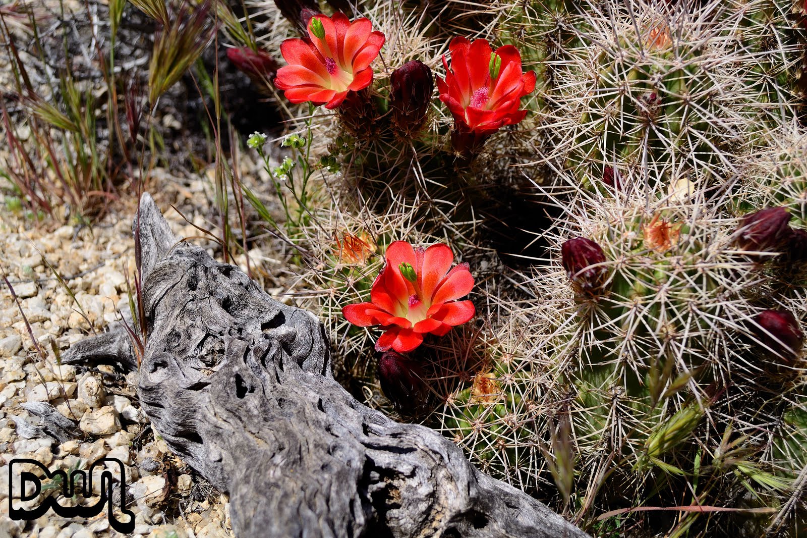 DWN13 Desert Flowers