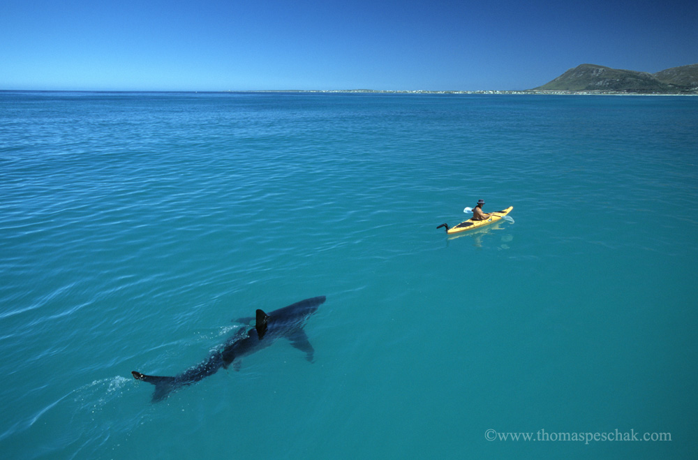 kayakiste rencontre un requin blanc