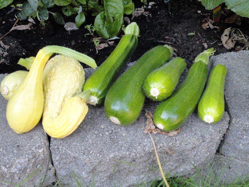 Zucchini and Summer Squash with Ginger and Garlic Serena Bakes Simply
