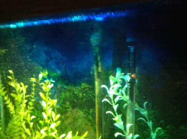 lemmonaquatics ick