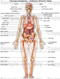 5 fungsi organ tubuh manusia