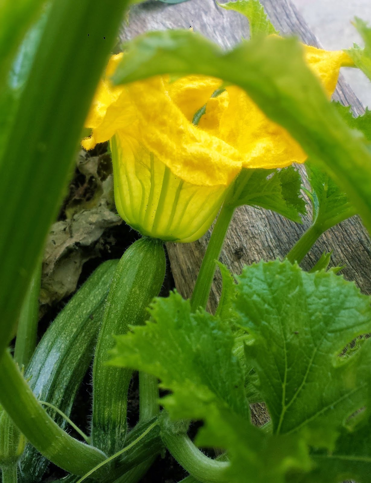 Secret Garden Club A floral feast