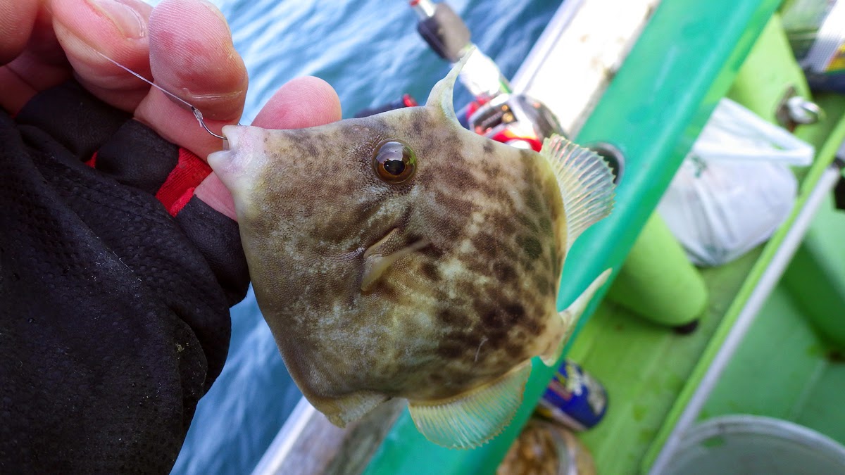 カワハギ 東京湾 吉野屋 カワハギ 東京湾 吉野屋