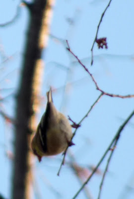 goldfinch