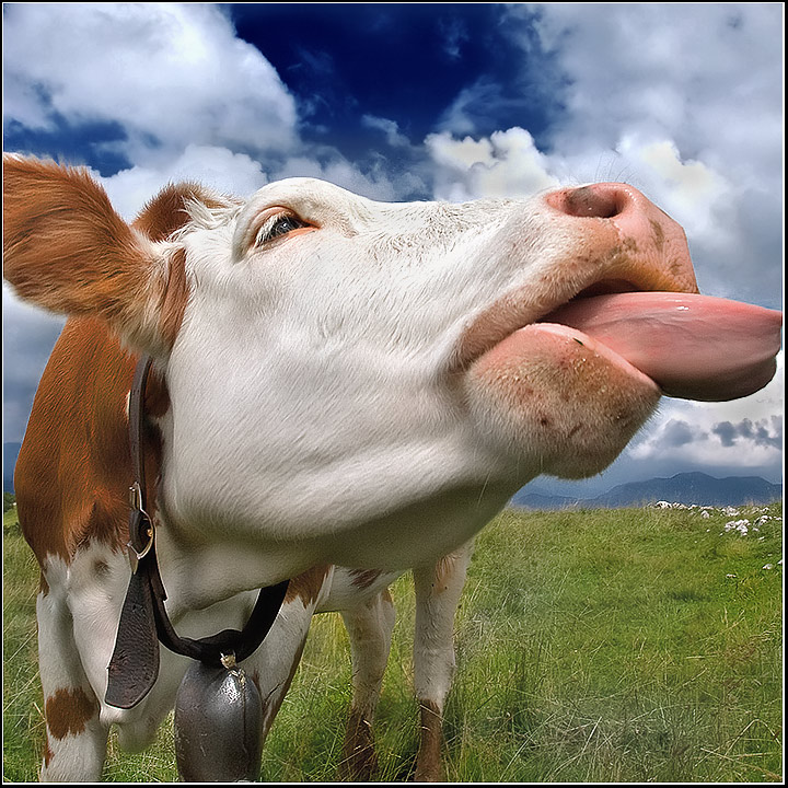 Latest Funny Pictures: Funny Cow Picture And Wallpapers