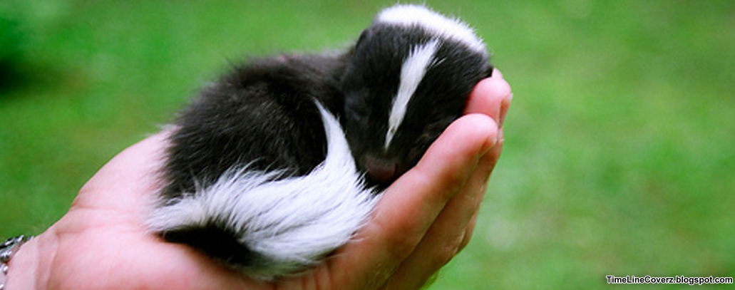 Skunk Cute