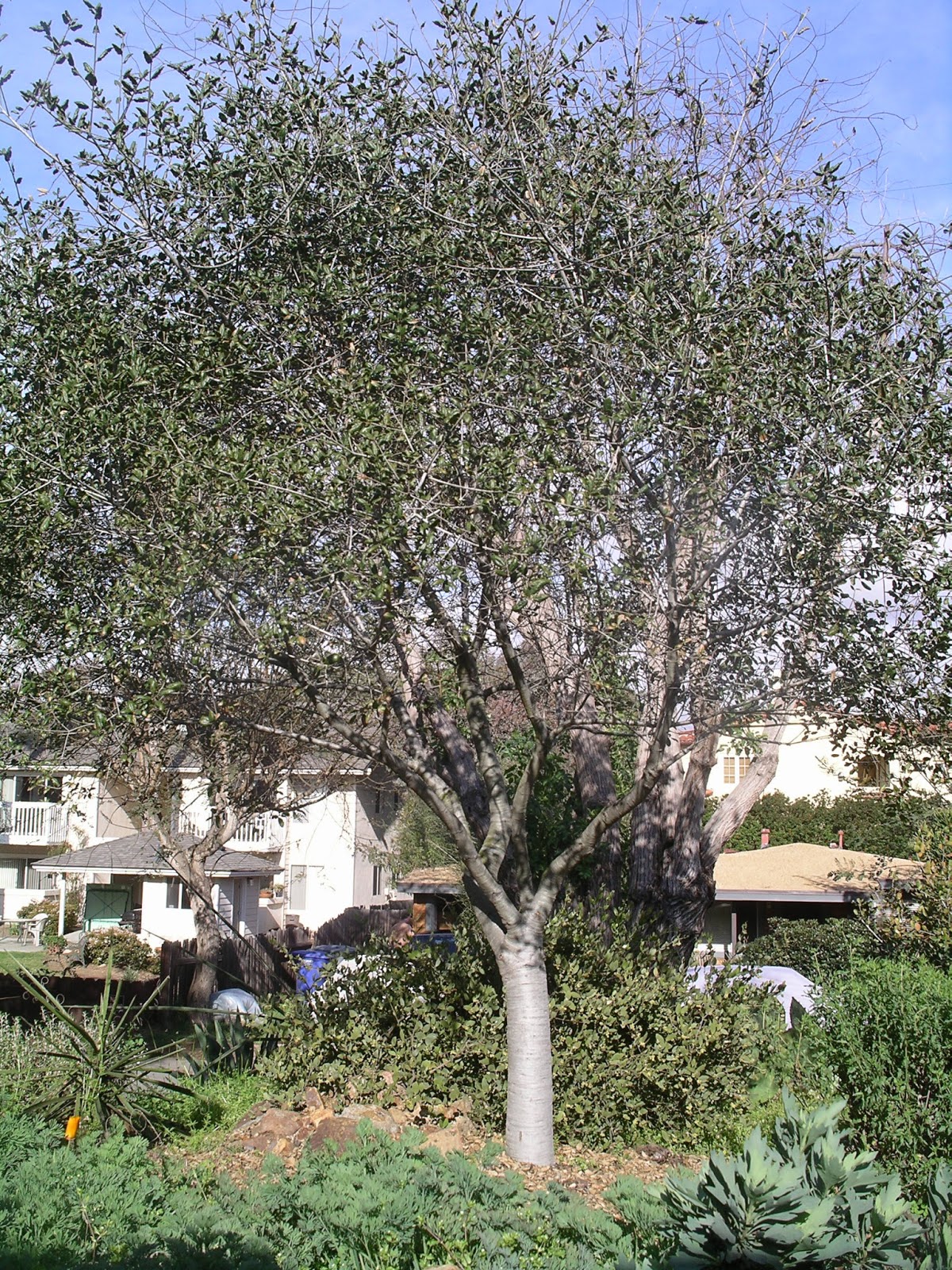 A California Native Plant Garden in San Diego County: Coast Live Oak